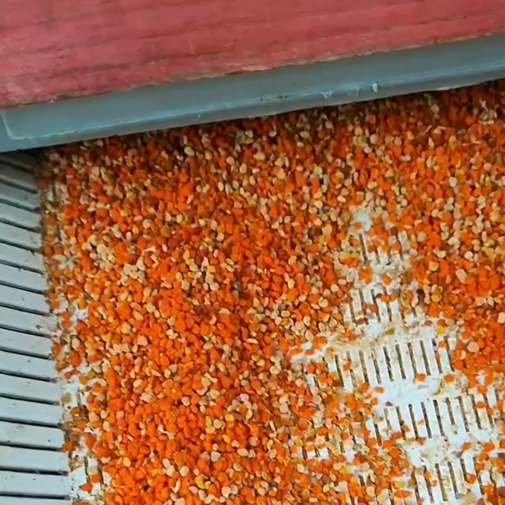 Polen de abeja del apicultor ApiMan