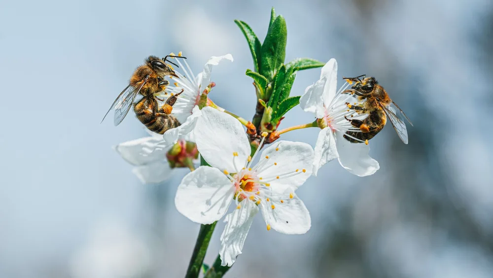 Abejas sobre flores blancas
