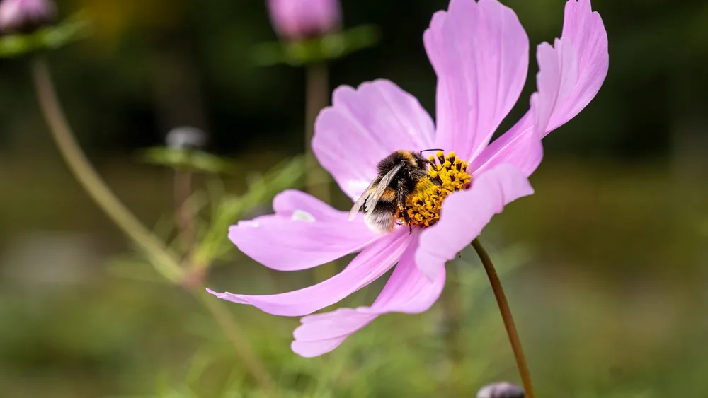 Abeja sobre una flor rosada