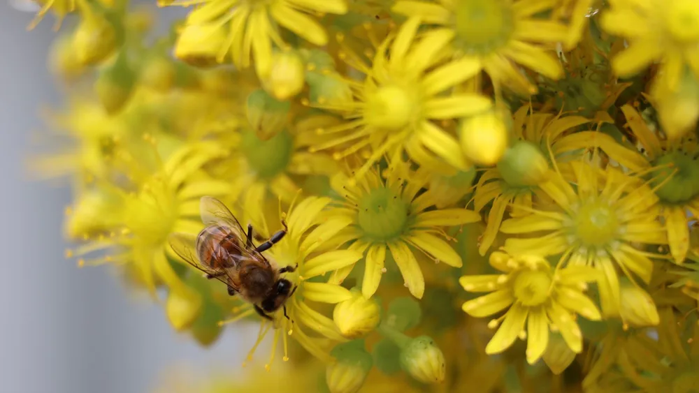 Abeja entre flores amarillas