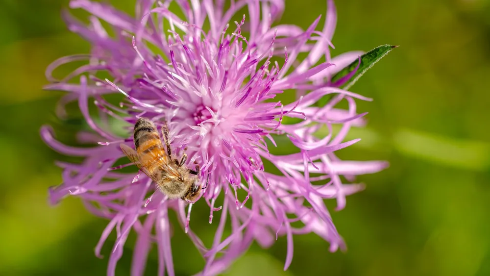 Abeja en una flor lila de cardo