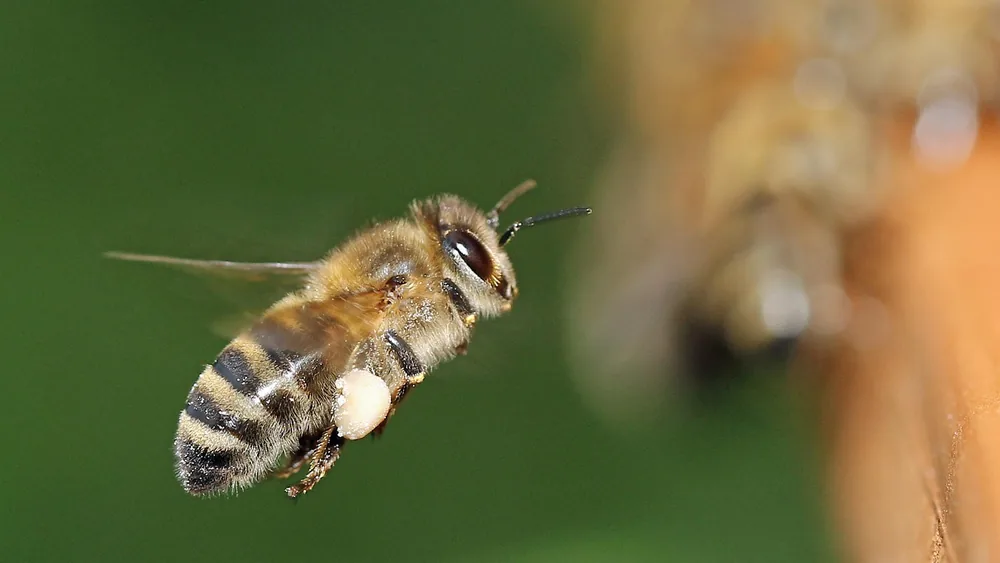 Abeja en vuelo con una carga de polen en la pata