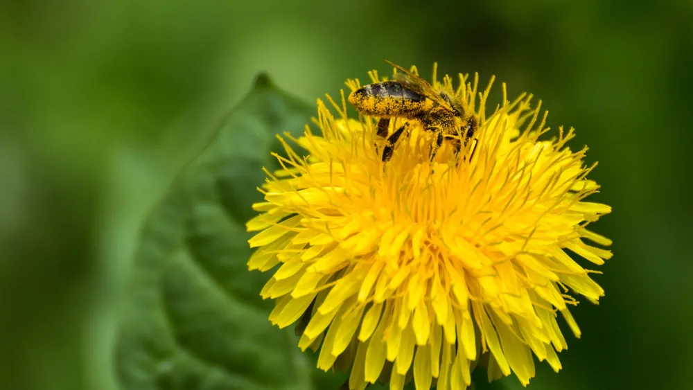 Abeja sobre una flor de diente de león