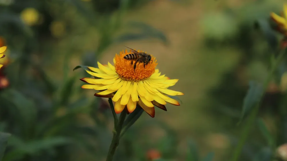 Abeja sobre una flor amarilla