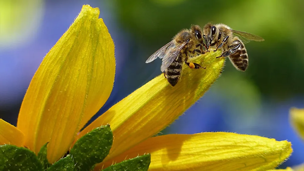 Abeja sobre los pétalos de una flor amarilla