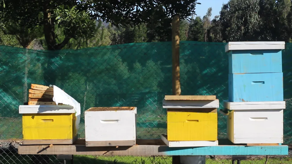 Cuatro colmenas de colores sobre una base de madera, en un apiario frente a una malla verde y árboles
