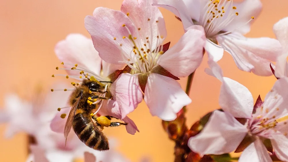 Abeja entre flores rosadas de un árbol frutal