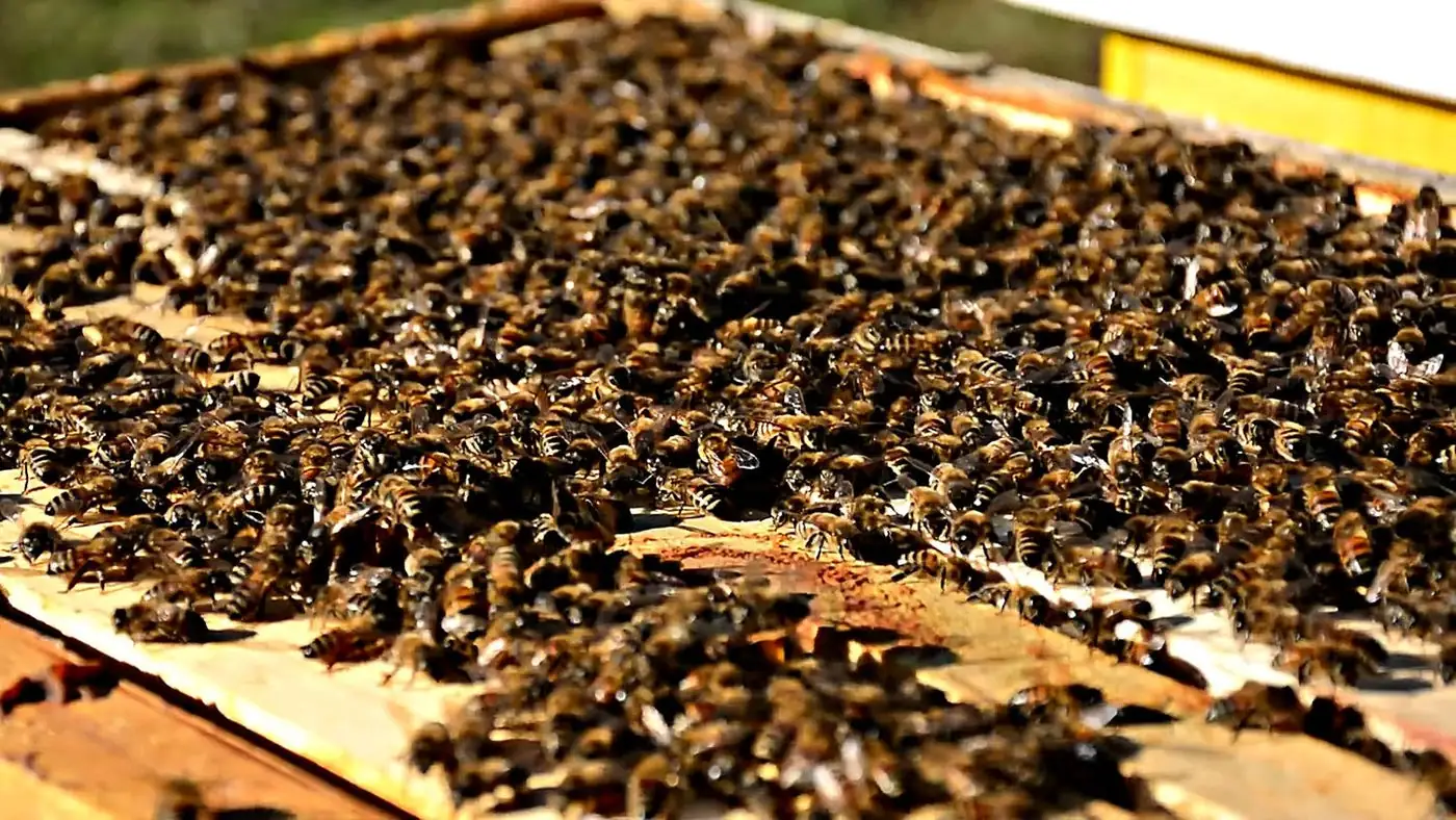 Abejas trabajando sobre un marco de la colmena
