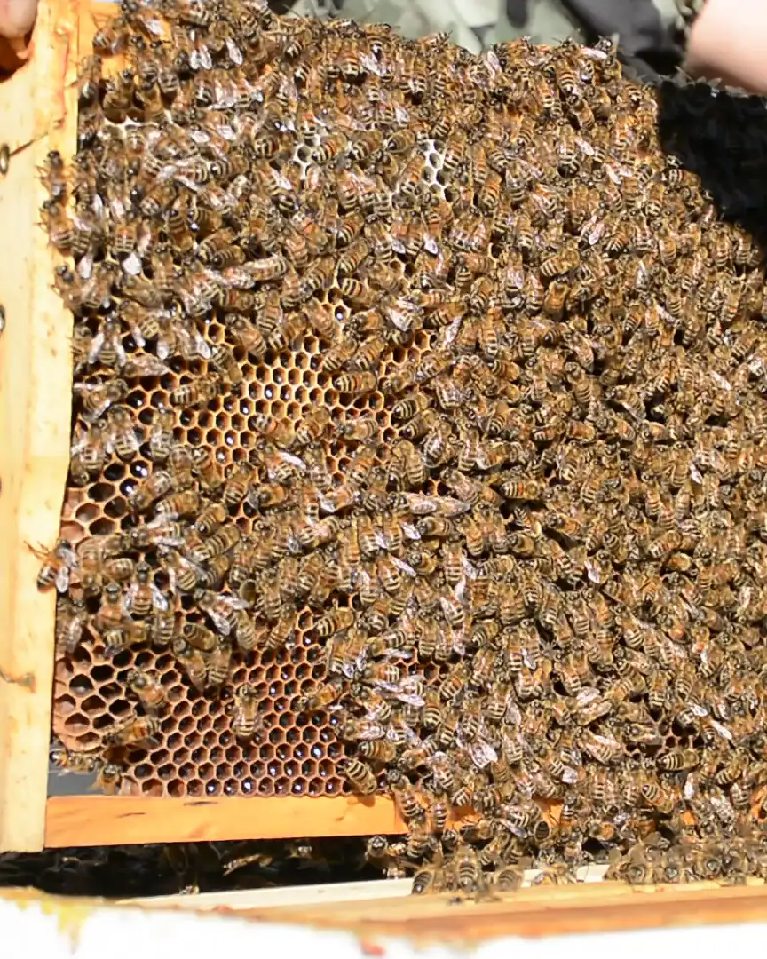 Manos de apicultor levantan un marco cubierto de abejas sobre la colmena