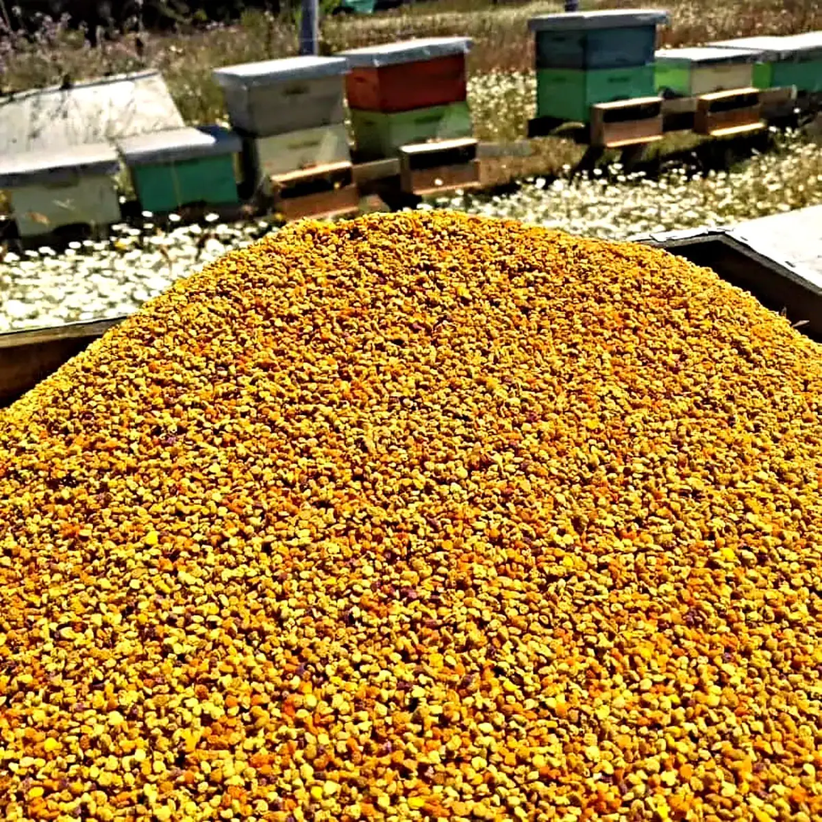 Polen de abeja fresco recién cosechado, frente a las colmenas