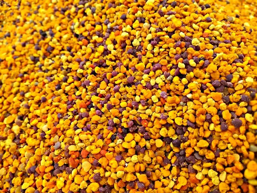Gránulos de polen de colores amarillo, naranjo y morado